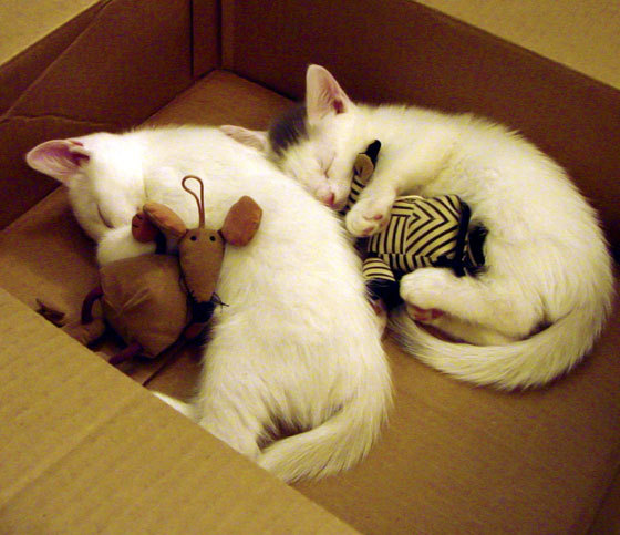 五大联赛奖金变化:球队财务新趋势,五大联赛收入来源