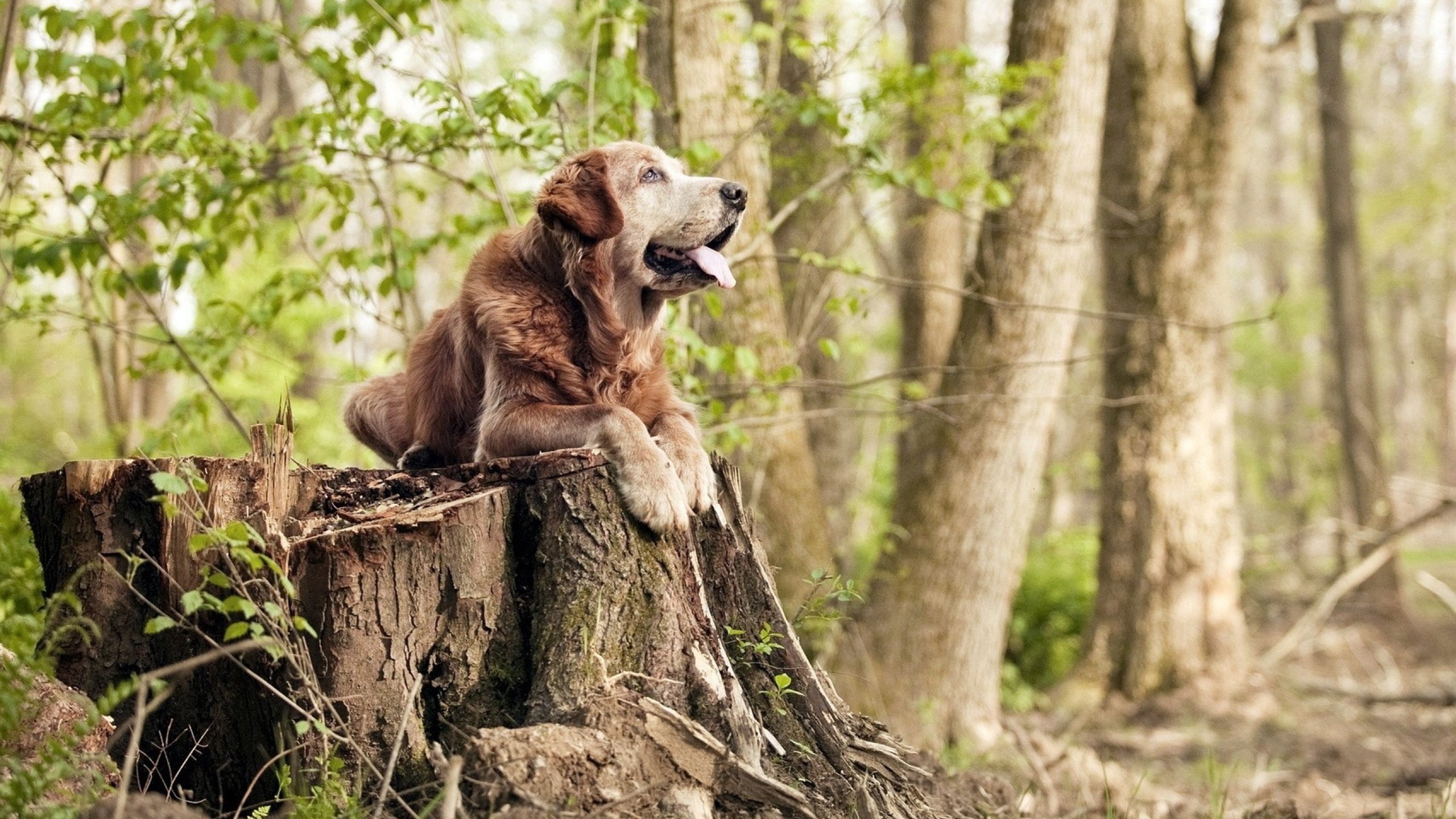 “东部新区赛场，腰旗美式橄榄球让人血脉喷张”