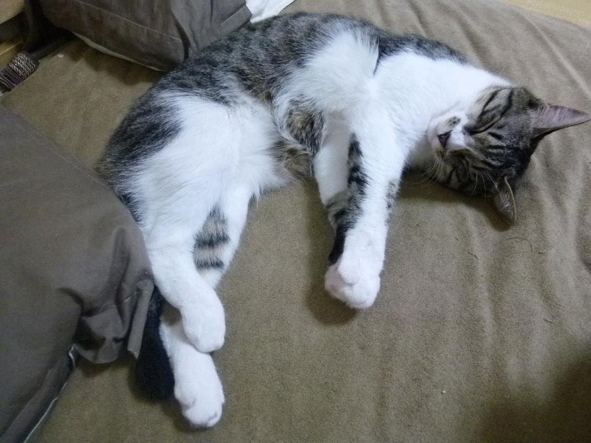 LeyuSports-体育新闻中心深化体育短视频内容智能推荐算法，体育短视频的传播特点