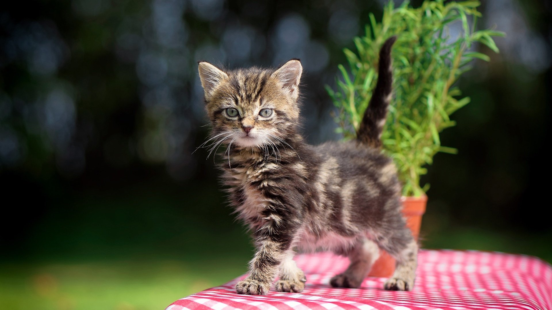 下载乐鱼体育APP-尤文图斯边路连线形成高频传中，尤文图斯锋线