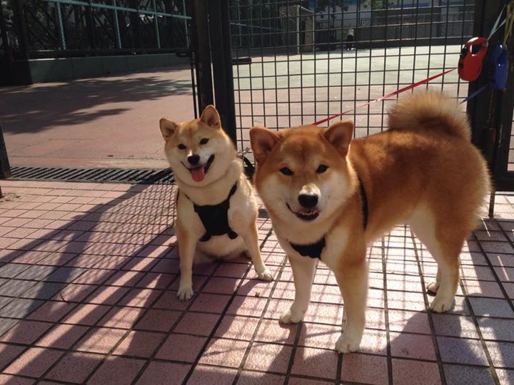 leyu.com-CBA球员赛后主动加练展现职业精神赢得教练一致好评，cba训练篮球