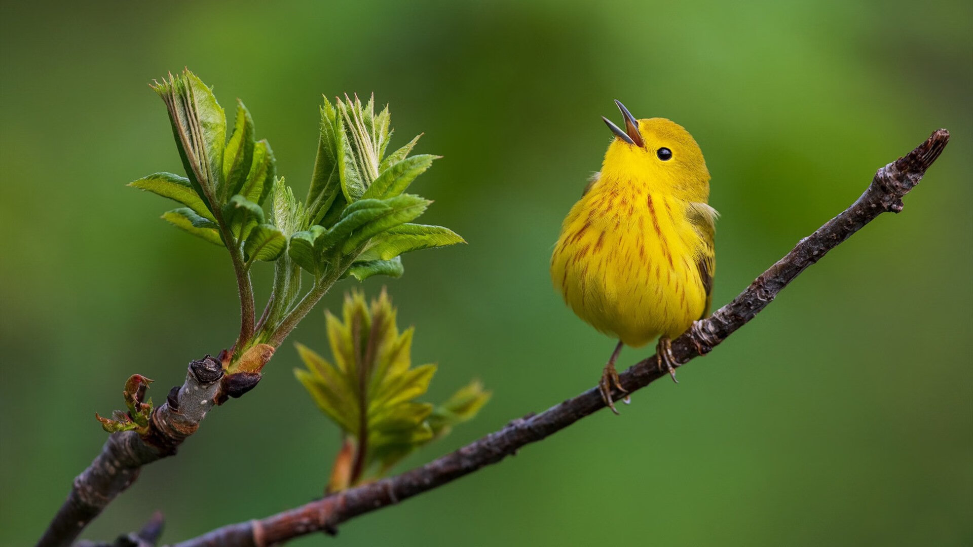 乔纳·隆戈：橄榄球场上的超级英雄，突破防线如风行，乔纳坦 个人资料身高