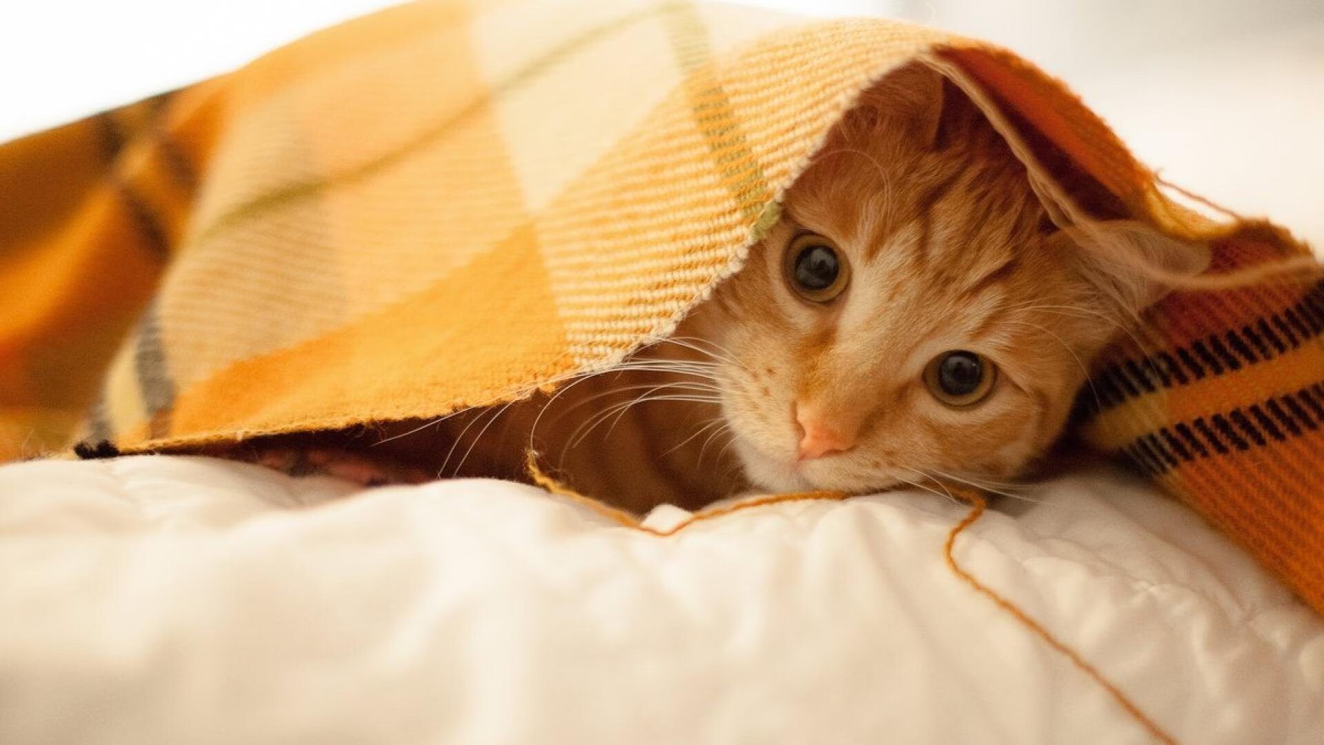 张伟丽再战老对手誓言拿下胜利,张伟丽49秒ko对手