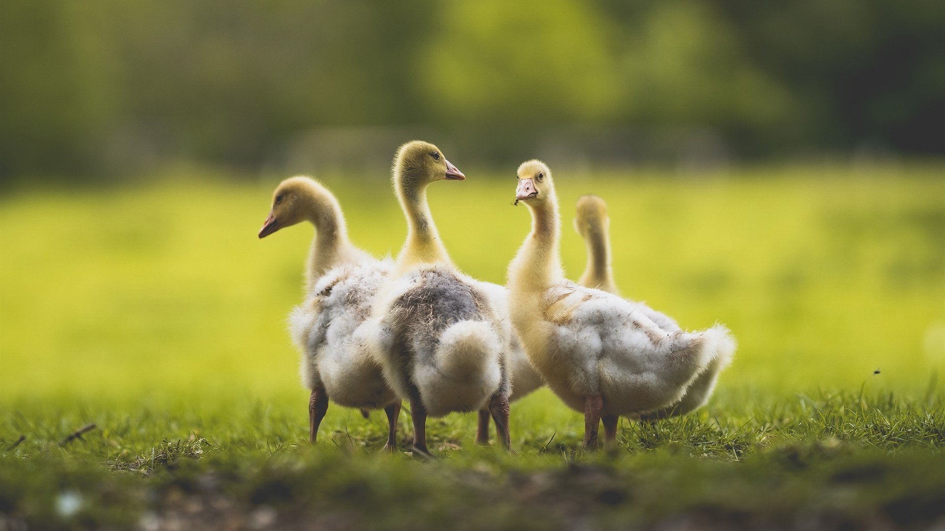 新西兰全黑队的快速进攻与灵活反击形成威胁,新西兰全黑队队员介绍