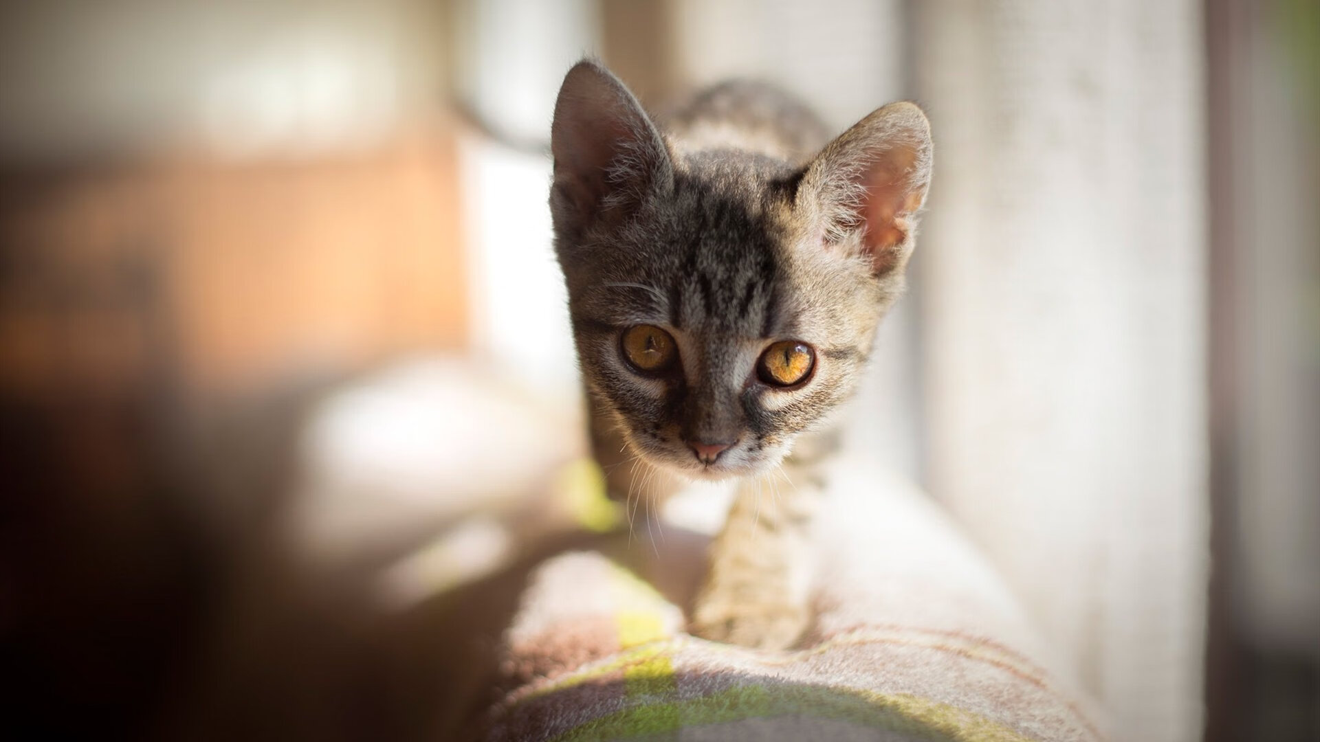 篮网老将接受节目采访回忆生涯高光瞬间,篮网老师