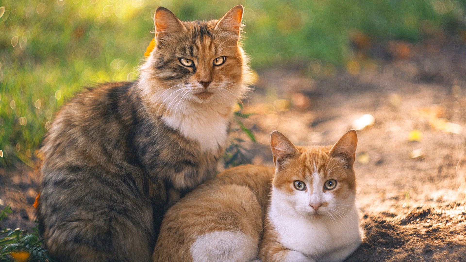 蝶泳冲刺朝鲜新秀展现速度，最新蝶泳视频