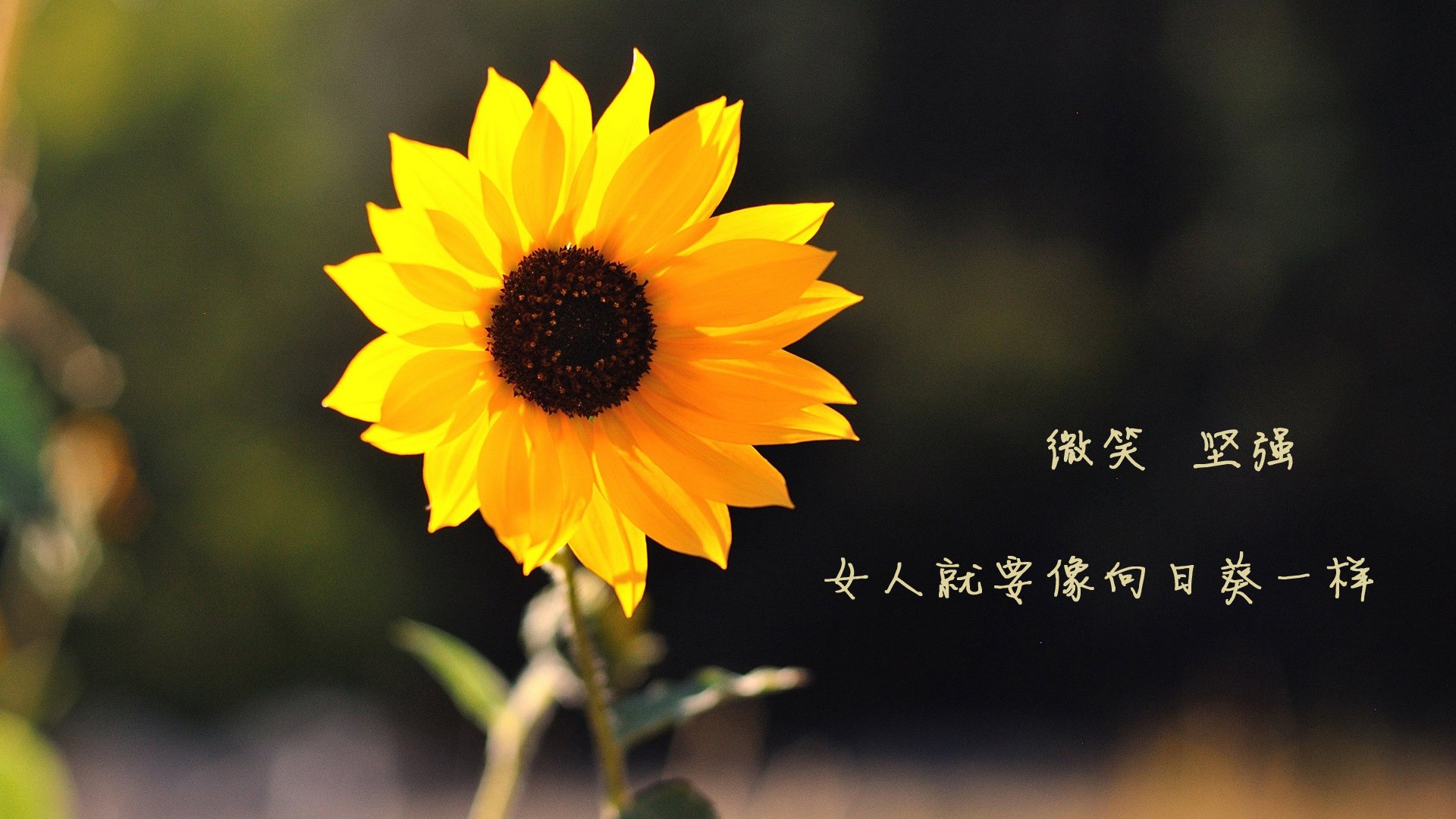 乐鱼官网-17岁锋线神童3球1助攻，切尔西拜仁争抢如火如荼，切尔西拜仁交锋记录