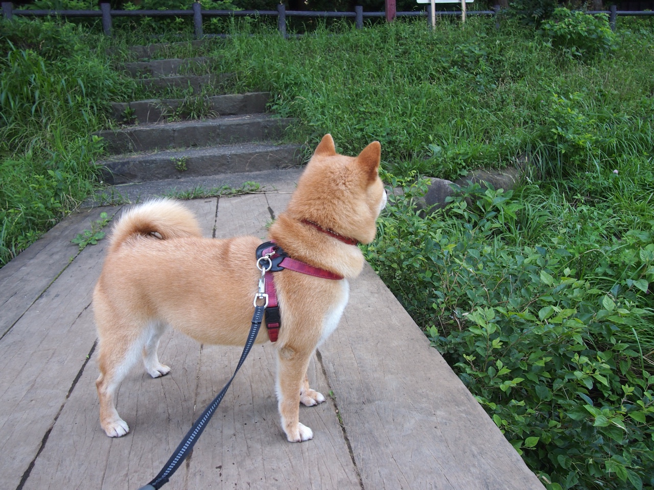 Leyu Sport登录入口-中国足球未来教练选拔标准与专业资质要求，现在足球教练